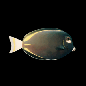 Whitecheek Surgeonfish - M