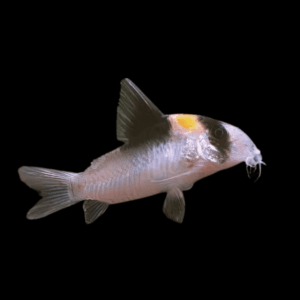 Adolfos Corydoras Adolphi (2,5 - 3 Cm)