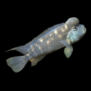 Blockhead Cichlid (4 - 5 Cm)