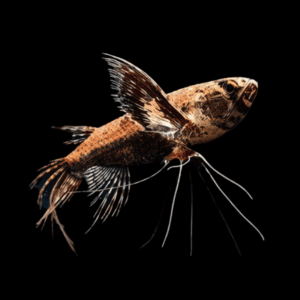 African Butterfly Fish (5 Cm)