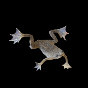 African Dwarf Frog (2-2,5 Cm)