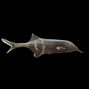 Elepahnt Nose Fish (7 - 8 Cm)