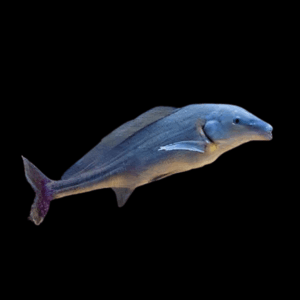 African Freshwater Dolphin (4 - 6 Cm)