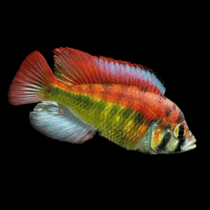 Haplochromis Albert’s Yellow Belly Cichlid (3 - 4 Cm)