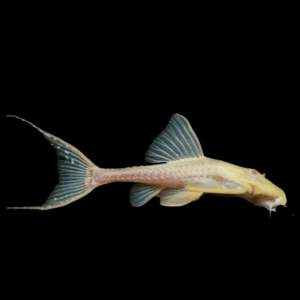 Albino Adonis Pleco (3,5 - 5 Cm)