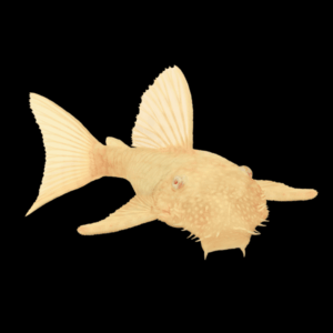 Albino Bristlenose Pleco (> 7 Cm)