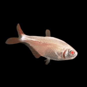 Golden Buenos Aires Tetra (3,5 - 4 Cm)