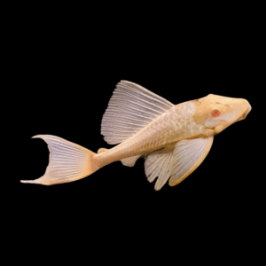 Albino Common Pleco (4 Cm)