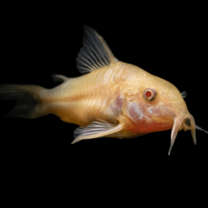 Albino Corydoras (>4 Cm)