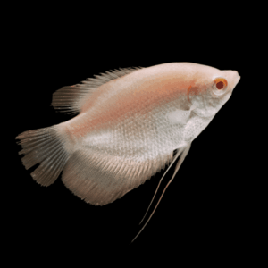 Albino Giant Gourami (6 Cm)