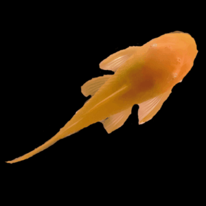 Albino Green Dragon Bristlenose Pleco (2 - 3 Cm)