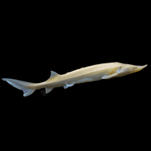 Albino Sturgeon Acipenser Baeri (Siberian) 20cm