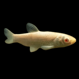 Albino Grass Carp Ctenopharyngodon Idella - 10cm X 6