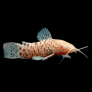 Albino Hoplo Catfish (3 - 4 Cm)