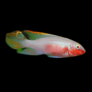 Albino Red Kribensis (4 - 5 Cm)