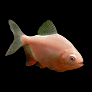 Albino Pacu (6 - 7 Cm)