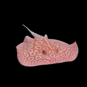 Freshwater Albino Pearl Stingray Potamotrygon Jabuti 20cm - Female