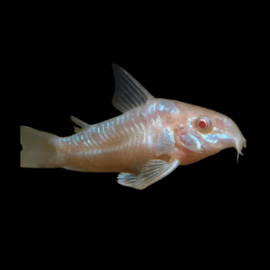 Albino Peppered Corydoras (> 3,5 Cm)
