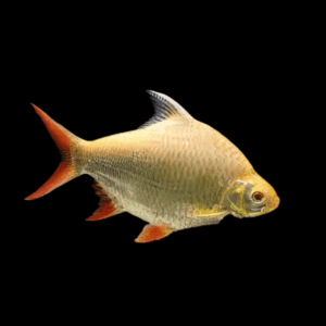 Albino Tinfoil Barb (4 - 5 Cm)
