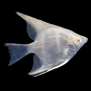 Albino Golden Angelfish (3 - 3,5 Cm)