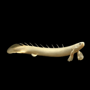 Albino Senegal Bichir (5 - 6 Cm)
