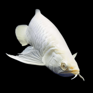 Albino Silver Arowana (10 - 15 Cm)