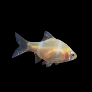 Albino Tiger Barb - 2,5-3cm