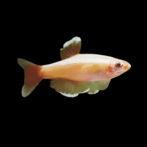 Ablino White Cloud Mountain Minnow (2 - 2,5 Cm)