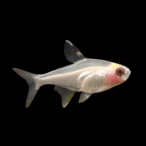 Golden X-Ray Tetra (2,5 - 3 Cm)