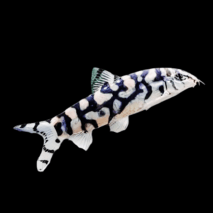 Pakistani Yo Yo Loach (5 - 6 Cm)