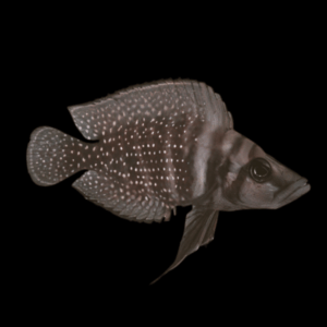 Black Calvus Cichlid (3.5 - 4.5 Cm)