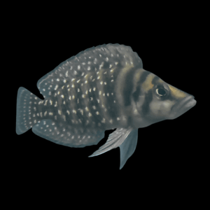 Calvus Black Pearl Cichlid (3 - 4 Cm)