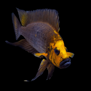 Compressiceps Cichlid (3 - 4 Cm)