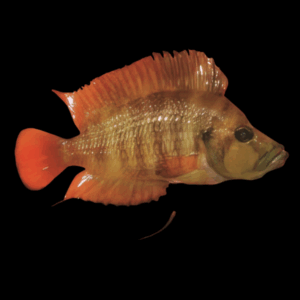 Kagunga Cichlid (4 - 5 Cm)