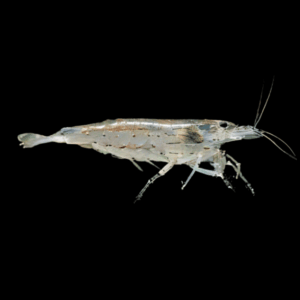 Amano Shrimp – Caridina multidentata/caridina japonica – 1-2cm