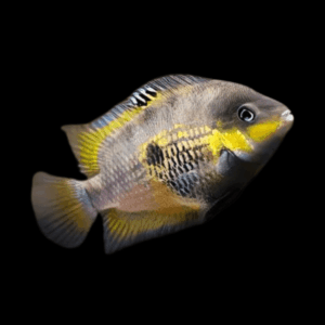 Myrnae Cichlid (3 - 4 Cm)