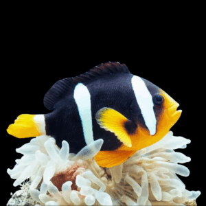 Yellowtail Clownfish - 2cm