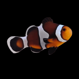 Amphiprion Ocellaris Caramel - 3
