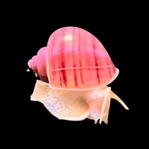 Apple Snail (2 - 2.5cm)