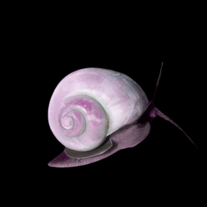 Apple Snail (2 - 2.5cm)