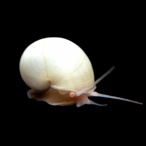 Apple Snail (2 - 2.5cm)