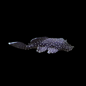 Snow Spot Bristlenose Pleco (3 - 3,5 Cm)