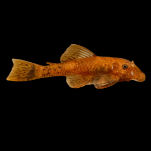 Red And Black Bristlenose Pleco (2 - 2,5 Cm)