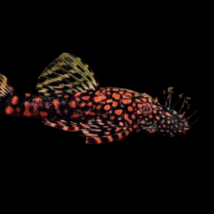Rio Paraguay Bristlenose Pleco (3 - 4 Cm)
