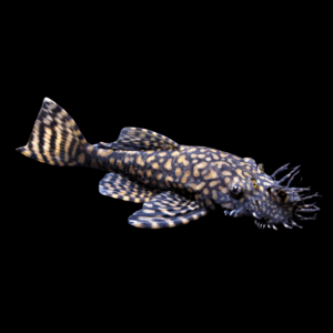 Rio Tocantins Bristlenose Pleco (3 - 3,5 Cm)