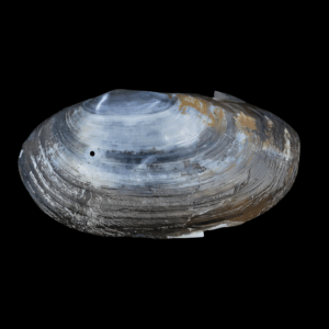 Swan Mussel (6cm)