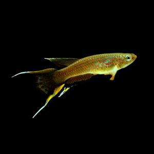 Lyretail Panchax Killifish (3 - 4 Cm)