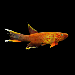Lyretail Panchax Killifish (4 -5 Cm)