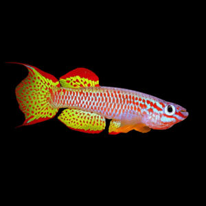 Yellow-Green Gabon Killifish (3 - 4 Cm)