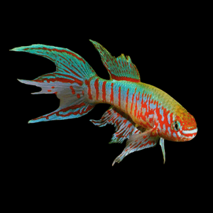 Golden Pheasant Killifish (5 - 6 Cm)